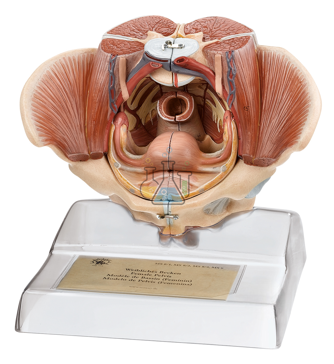 Female Pelvis Model